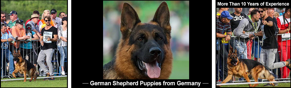 German Shepard Puppies from Germany