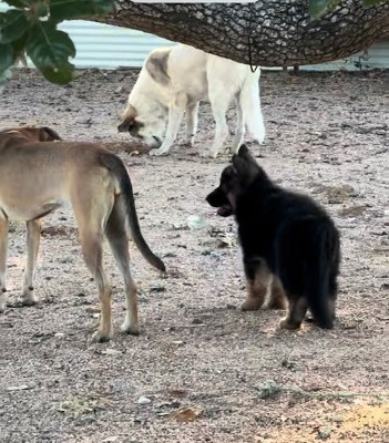 Part of the cattle dog pack at 9 weeks