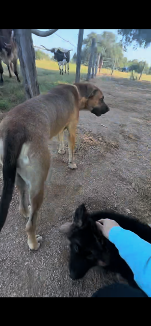 puppy working the long horn ranch