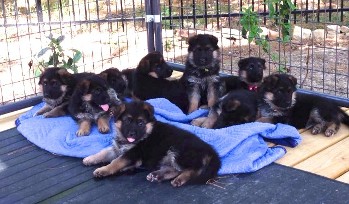 Hamburg Whisky Von Der Wasserkuppe - German Shepherd Breeders